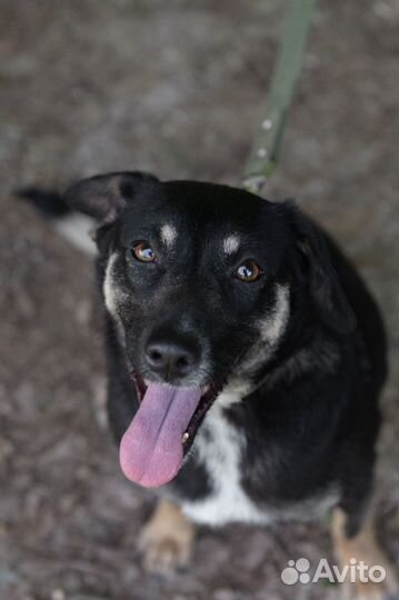 Мафальда, стерилизована