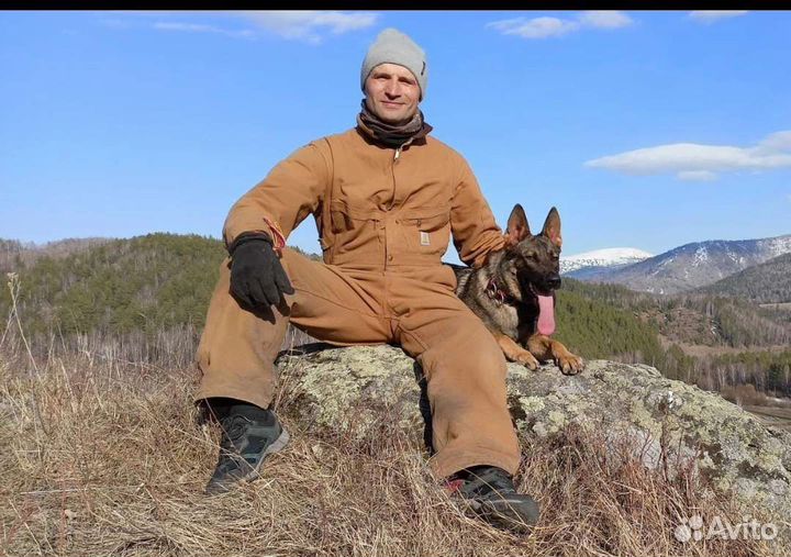 Дрессировка (фигурант), консультации по кинологии