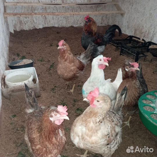 Куры несушки и петух