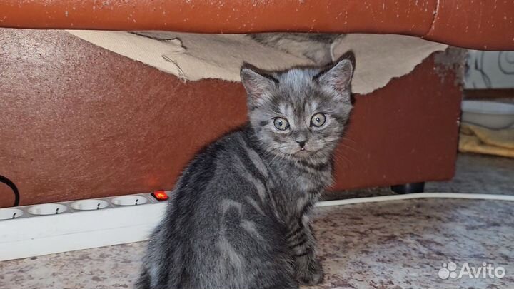 Шотландская кошка