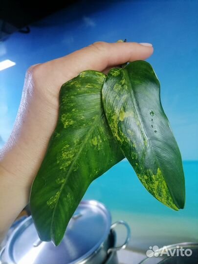 Филодендрон Сиам санрайз