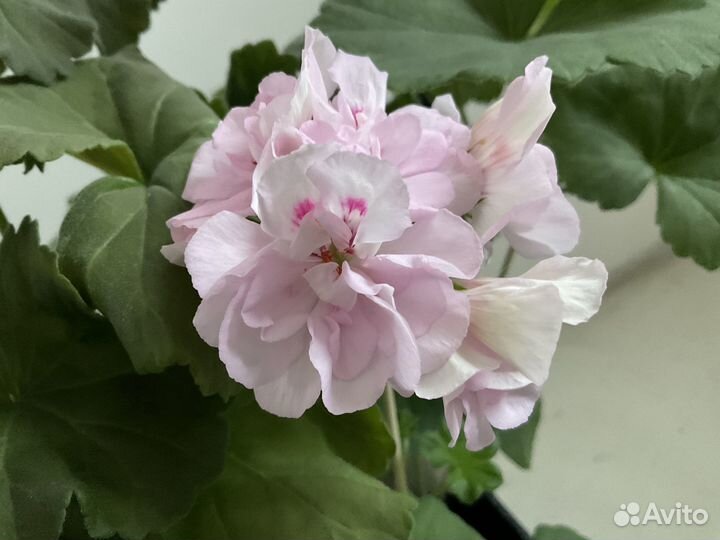 Укоренённые черенки пеларгонии