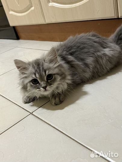 Отдаю котенка