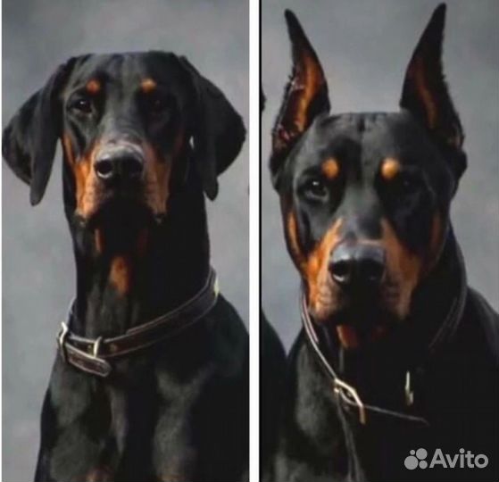 Купировка ушей хвостов