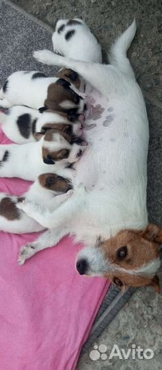 Щенки джек рассел терьер