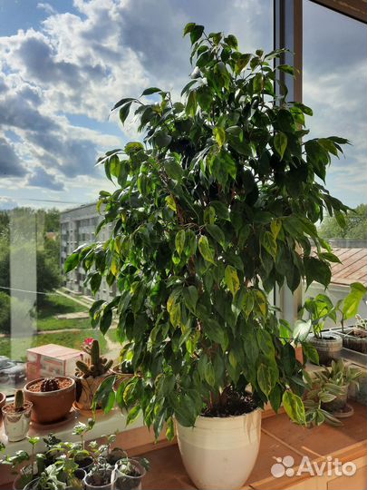 Фикус бенджамина регедан