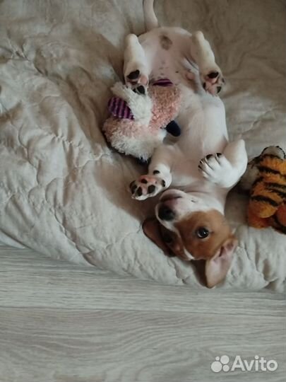 Продам джек рассела