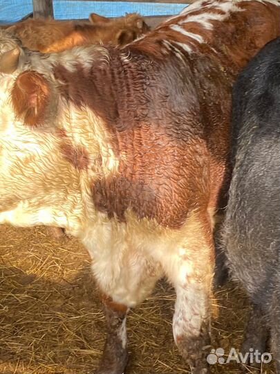 Бычки 10 голов, от 9 месяцев до 14 месяцев