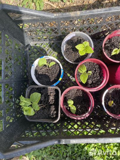 Клематис,Семенной картофель