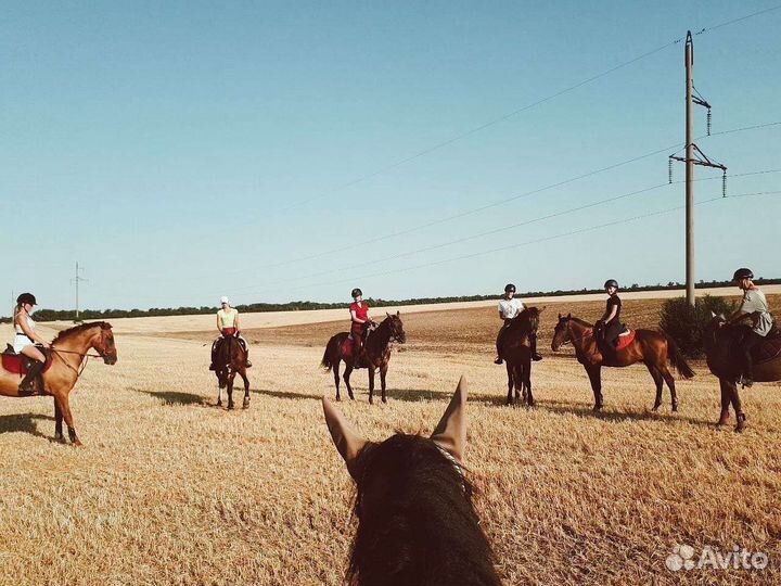 Постой лошадей