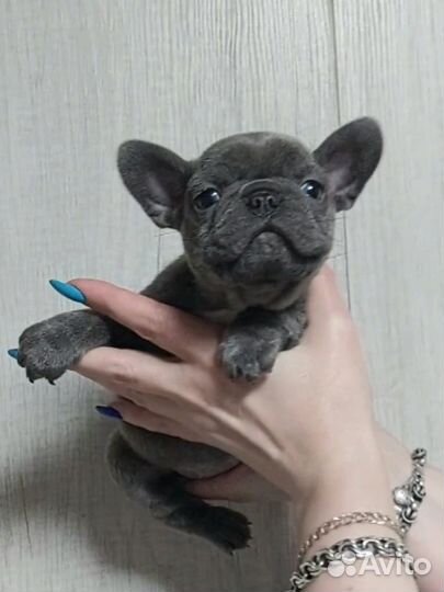 Французский бульдог