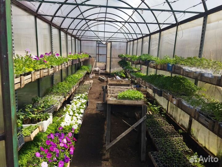 Рассада цветов и овощей