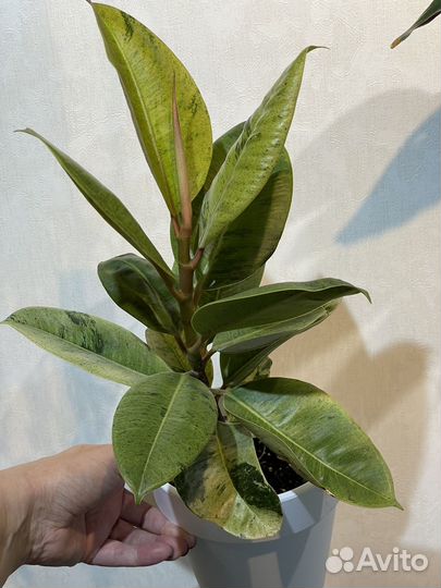 Комнатные растения цветы