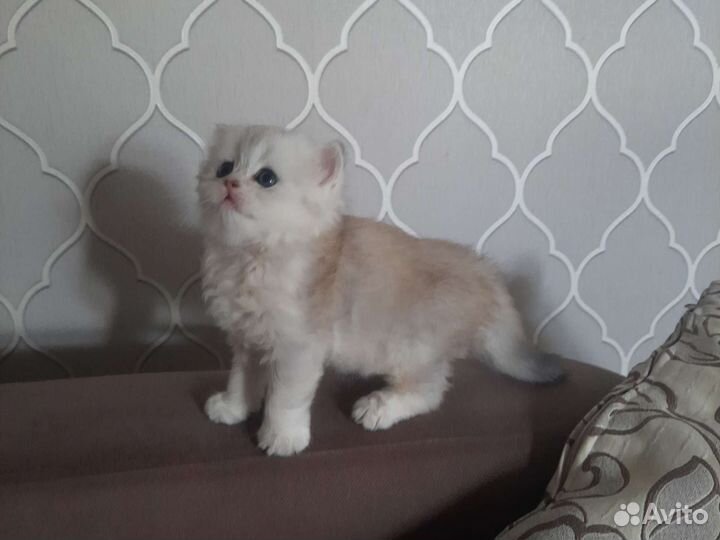 Золотая шиншилла