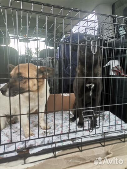 Зоотакси.перевозка животных