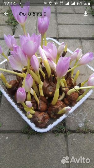 Безвременник (колхикум)