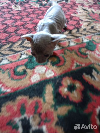 Донской сфинкс велюр котята