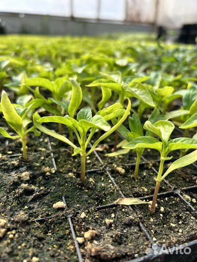 Рассада овощных культур