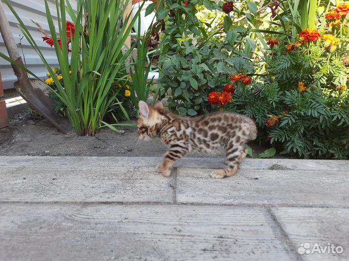 Бенгальская кошечка