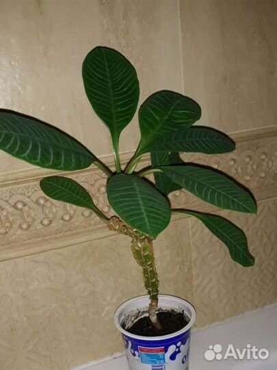 Молочаи много разные