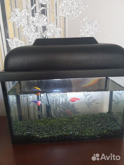 Аквариум