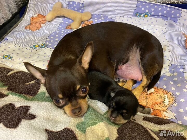 Щенок чихуахуа