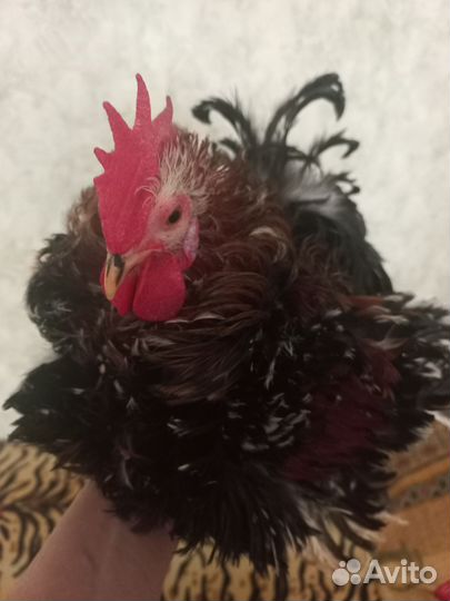 Молодые петухи породы карликовый кохинхин
