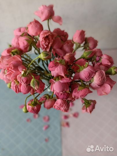 Сухие розы кустовые