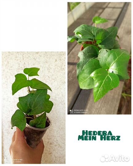 Комнатные цветы N 2