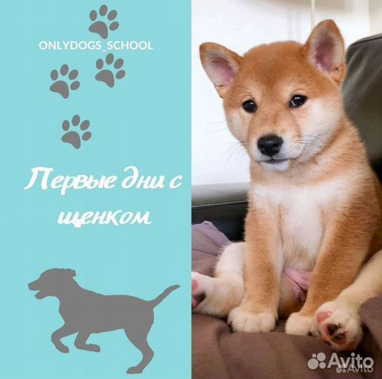 Дрессировка собак. Кинолог. Методика