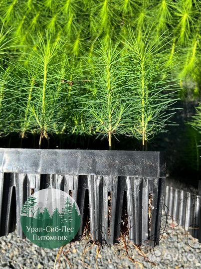 Сеянцы зкс Сосна Ель Лиственница окс Голуб Горн