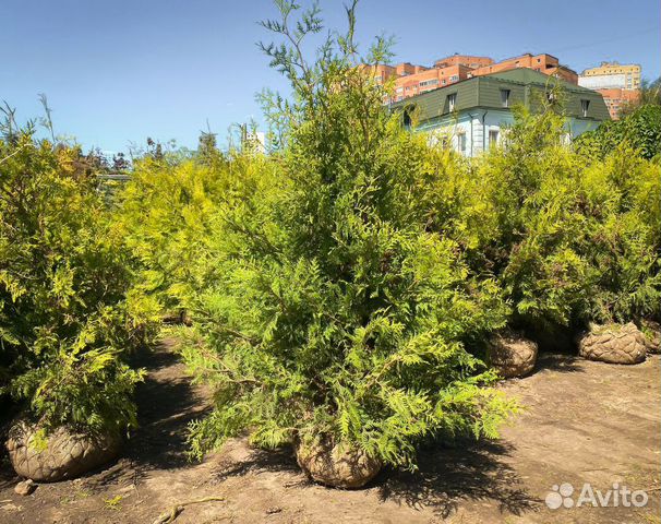 Туя экстра Смарагд 140-160см