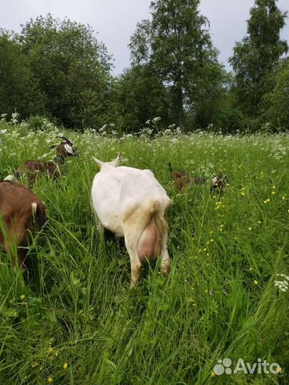 Козье молочко,творог,сыр,деревенские яички