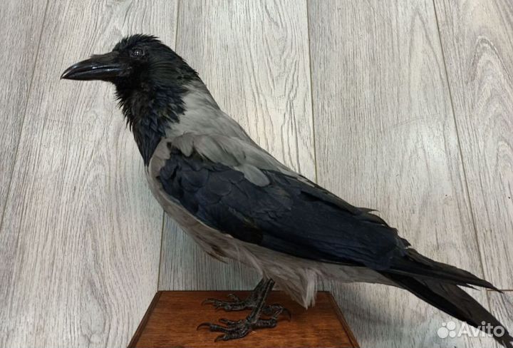 Чучела животных и птиц для рисования