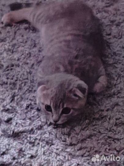 Шотландский вислоухий