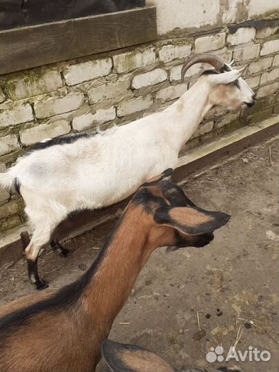 Козы на молоко
