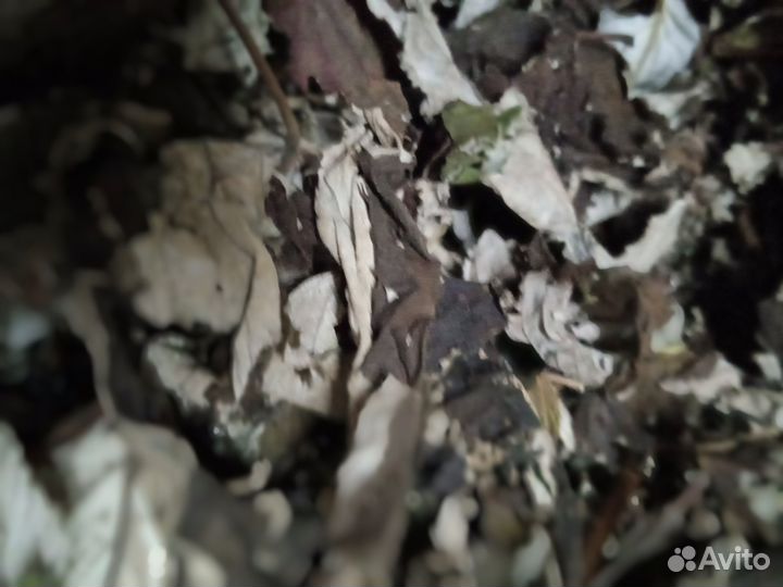 Малина лист сушеный