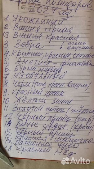 Рассада помидор и перцев