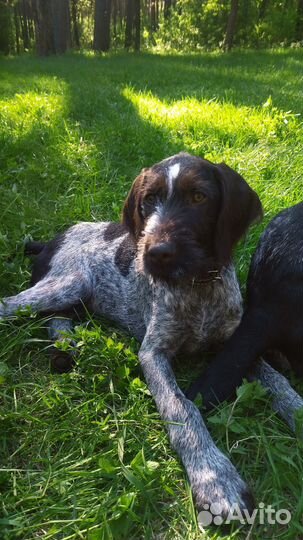 Щенки дратхаара