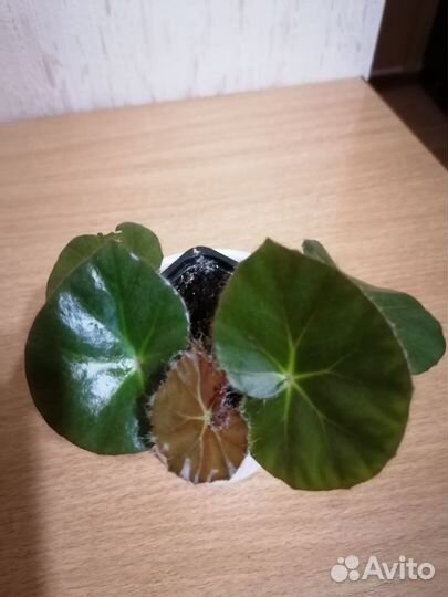Бегонии королевские.Фикус Черный принц