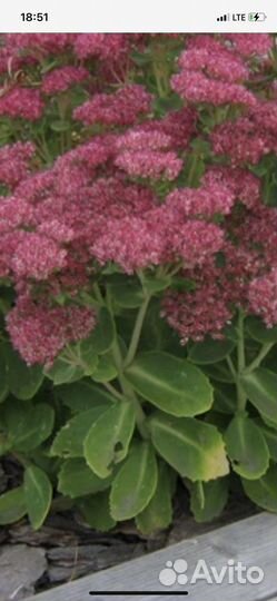 Очиток видный