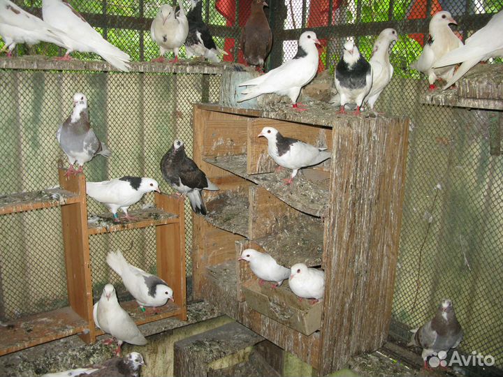 Пермские гривуны и бабочки