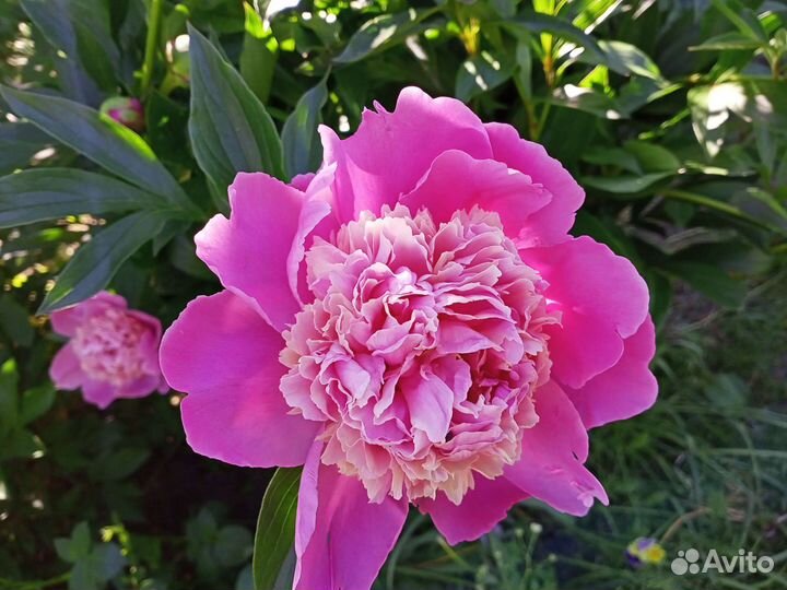 Пионы саженцы