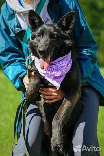 Собака в добрые руки