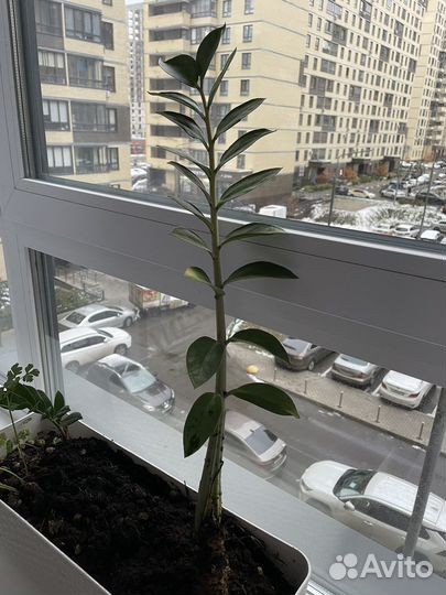 Замиокулькас