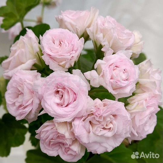 Пеларгония герань Rococo