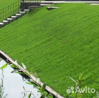 Семена газона 