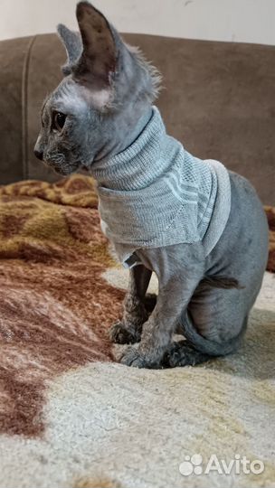 Донской сфинкс котята