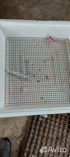 Инкубатор для яиц бу