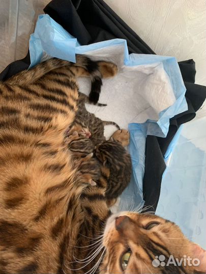 Бенгальские котята
